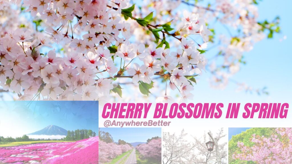 Hokkaido Cheery Blossoms